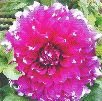 dahlia ' YARRA FALLS '  (L.D.)  Ingram  Aus.  1973  (Fred. De Meulder 2018-2019)